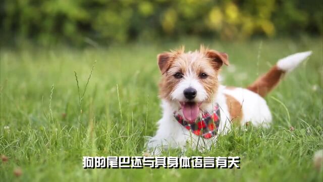 狗狗为什么喜欢摇尾巴