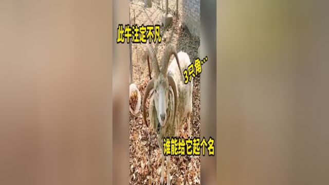 此牛注定不凡,谁能给它取个名子?