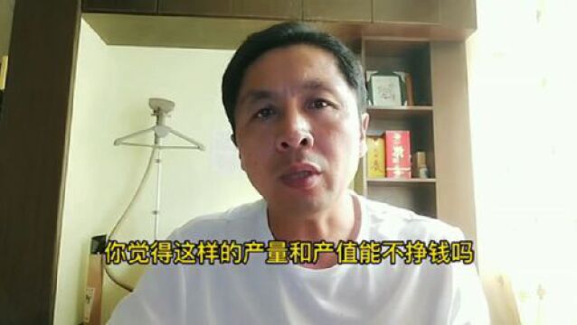 小龙虾养殖全年高产模式操作流程,学会大赚!