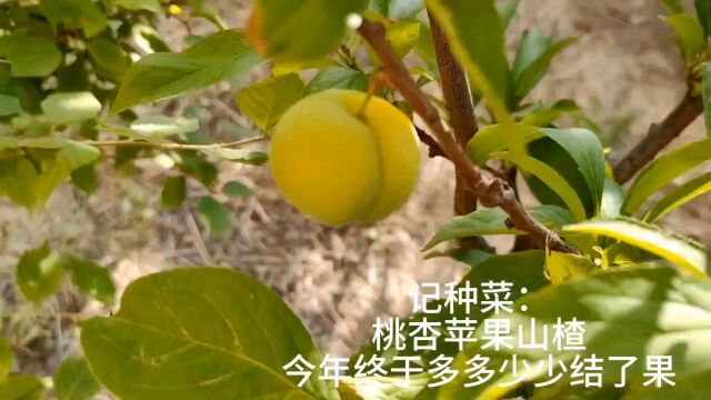 记种菜:桃杏苹果山楂今年终于多多少少都结了果