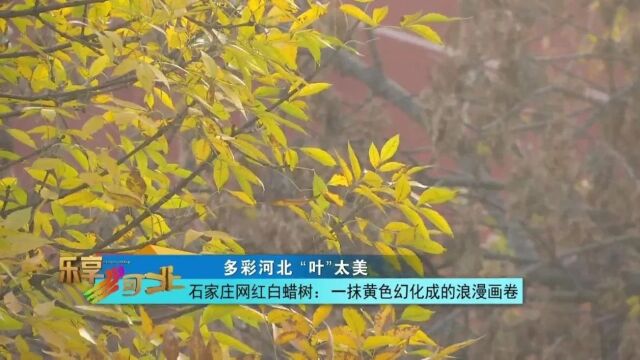 多彩河北“叶”太美|石家庄网红白蜡树:一抹黄色幻化成的浪漫画卷