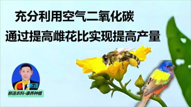 不花钱农资15:充分利用空气二氧化碳,增加雌花比提高产量#三农