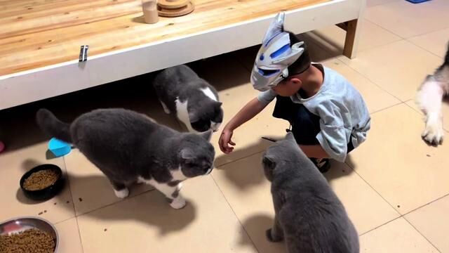 十一只猫的日常!我后悔了怎么办 #铲屎官疯了 #养猫人 #猫咪vlog