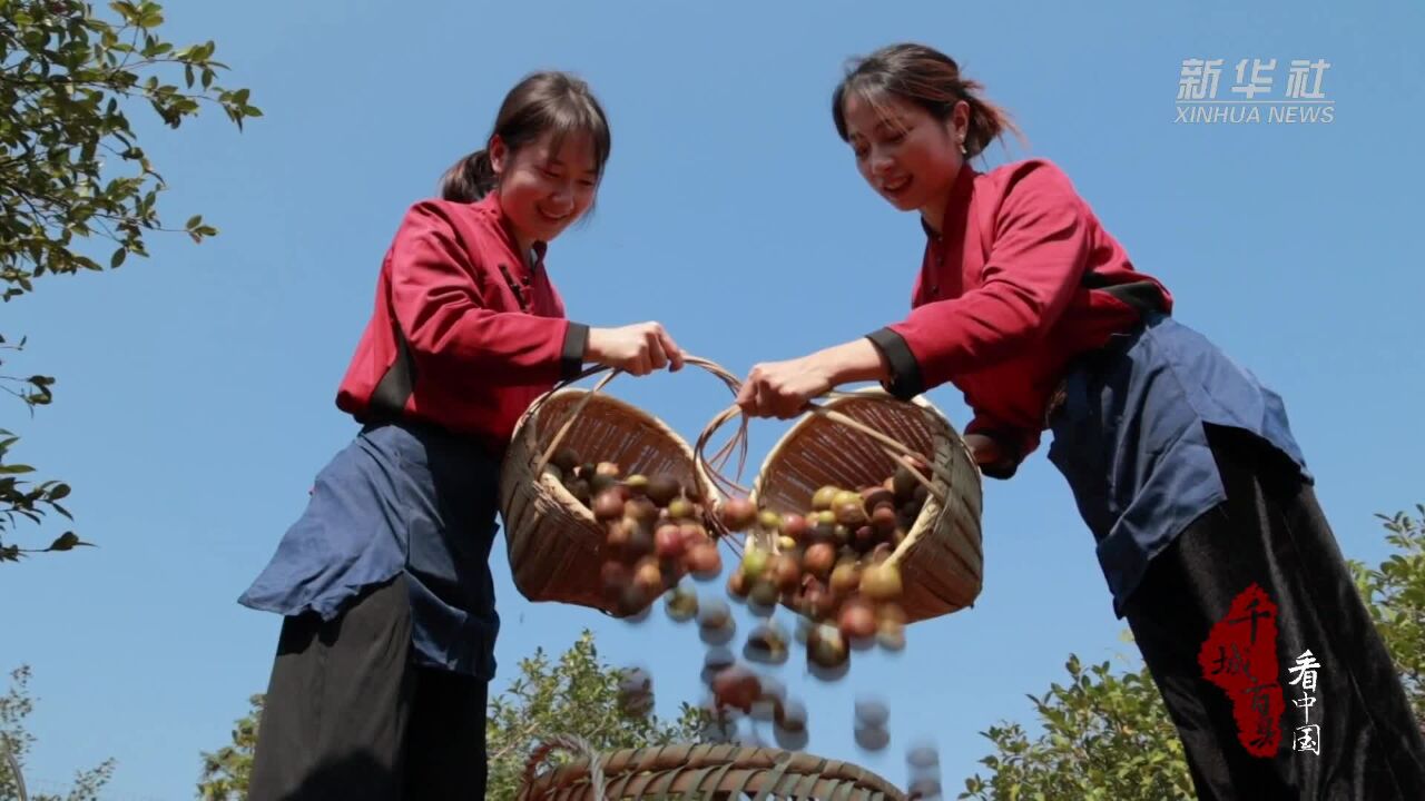 千城百县看中国|湖南祁阳:油茶飘香溢“四方”