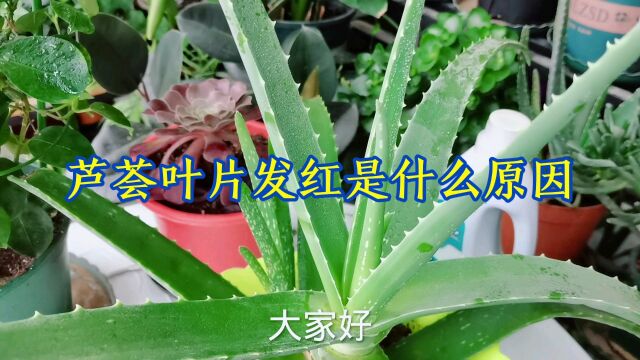 芦荟叶片发红是什么原因