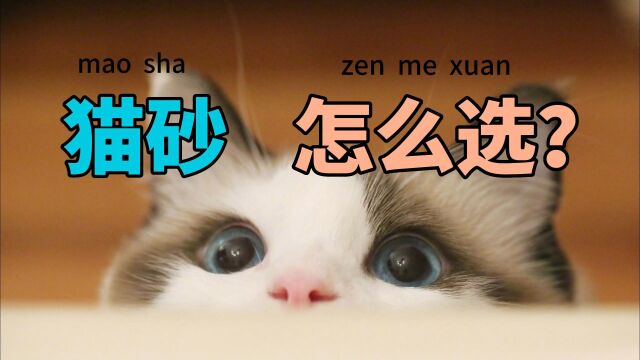 猫奴必看!快来了解各类猫砂的特点,让你的猫咪更舒适~