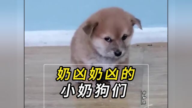 盘点可爱的小奶狗们