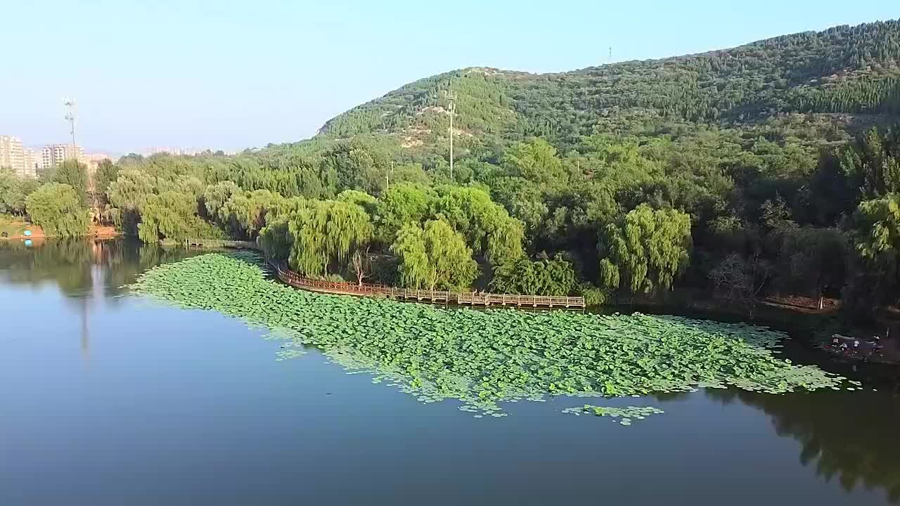 济南:依山近水河道造绿,碧荷连天打造罕见景观