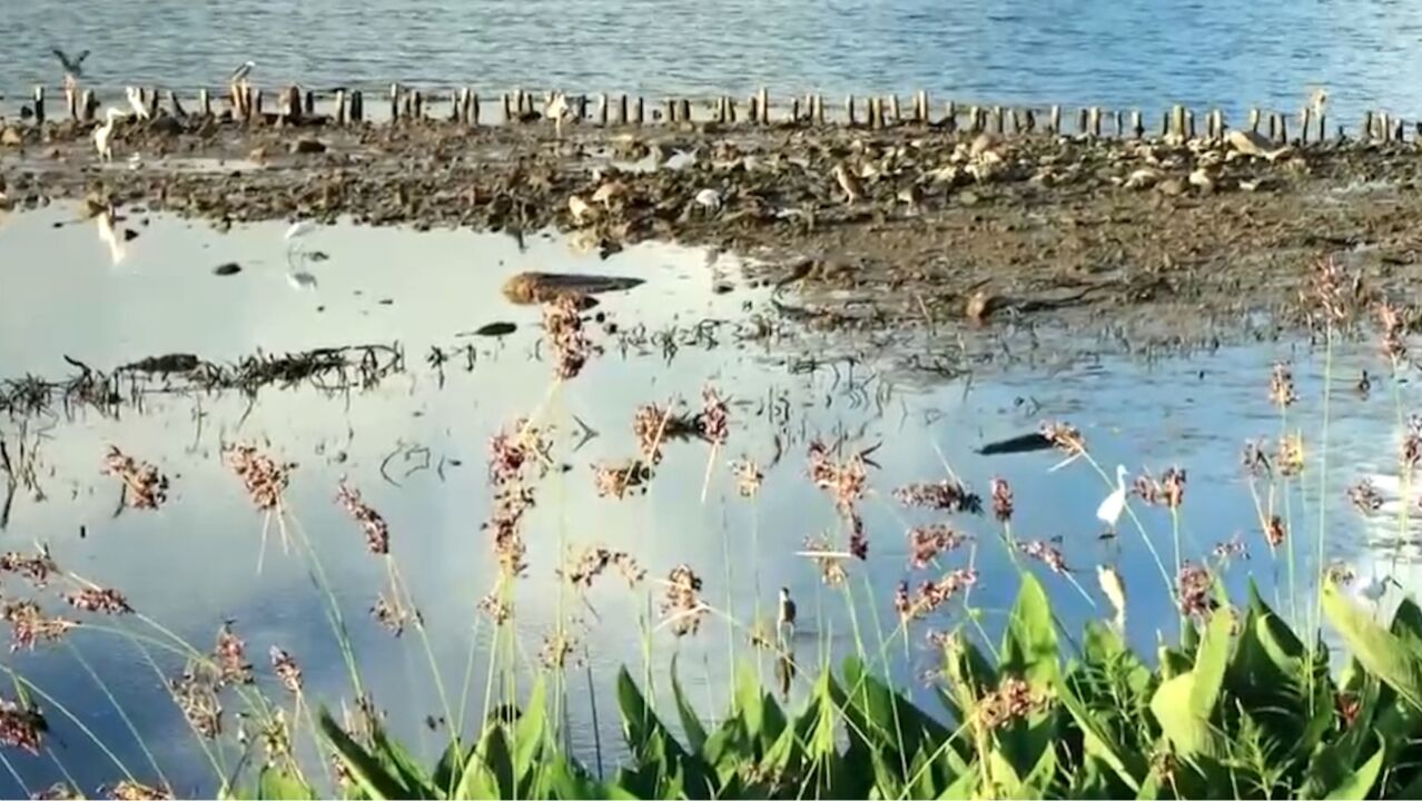 经过十年的湿地恢复,垛基果林的生态系统得以重建,动植物种类迅速增加