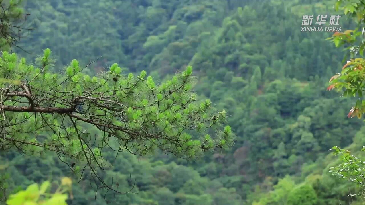 贵州剑河:点绿成金 林业碳票成“致富绿票”