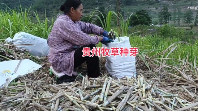 种植四季牛羊牧草,养殖户首选优质种芽,在夏季时节种好牛羊草料