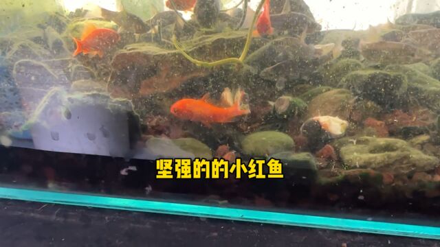 坚强的小红鱼