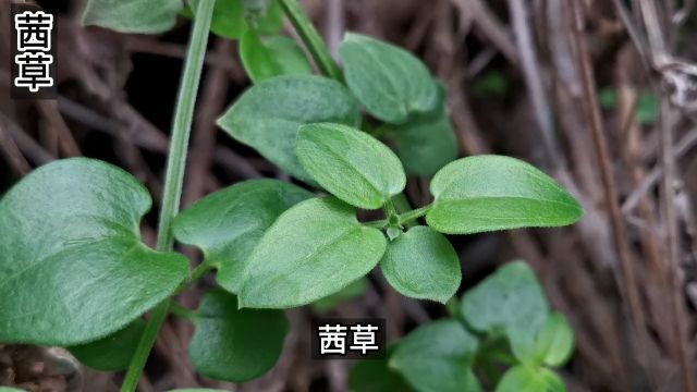 茜草是《神农本草经》就有记载的药材,茜根是古代天然的植物染色原料,你认识么#野生植物 #趣味本草 #这是什么宝