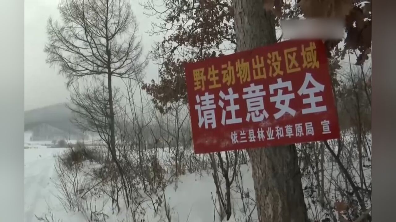 黑龙江:强降雪过后,两地现东北虎踪迹