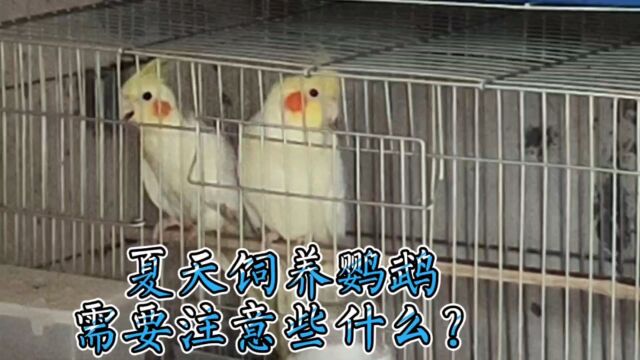 夏天饲养鹦鹉需要注意些什么?怎么样才能养好鹦鹉?