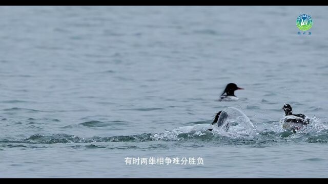 南水湖湿地公园生物多样宣传片(高清输出)