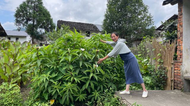 农村不起眼的“消肿草”的植物,很多人不认识,拍给大家看看