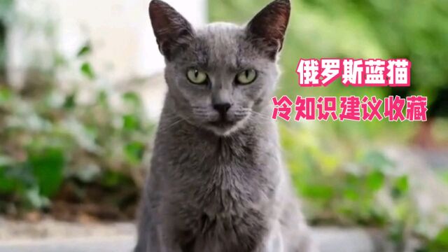 俄罗斯蓝猫冷知识建议收藏