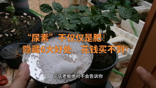 只把尿素当肥料?太可惜了!隐藏6大好处,不仅杀菌杀虫还能除草