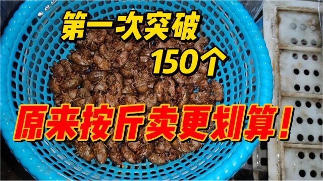 女孩摸蝉一晚发财,竟然突破150个,还发现了卖蝉的秘诀!