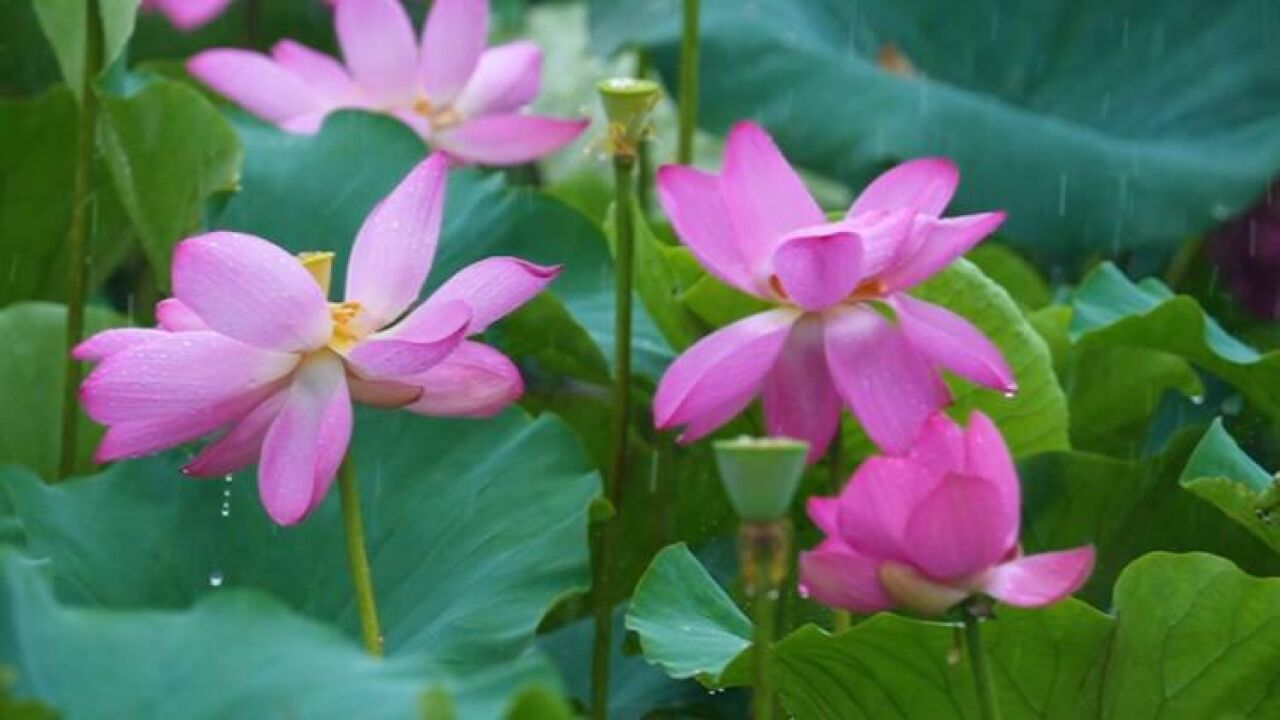 好一幅醉人的夏日美景图!威海南海新区荷花正盛