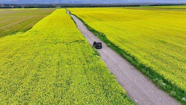 想住进风景里……#明明你先说爱我#油菜花的季节 #大美新疆欢迎你 #新疆自然风景图片 #蓝天白云定会如期而至