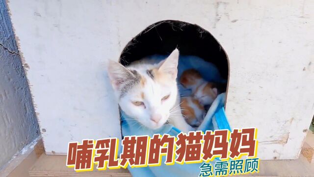 喂猫日记:刚生下猫宝宝的哺乳期猫妈妈无人照顾