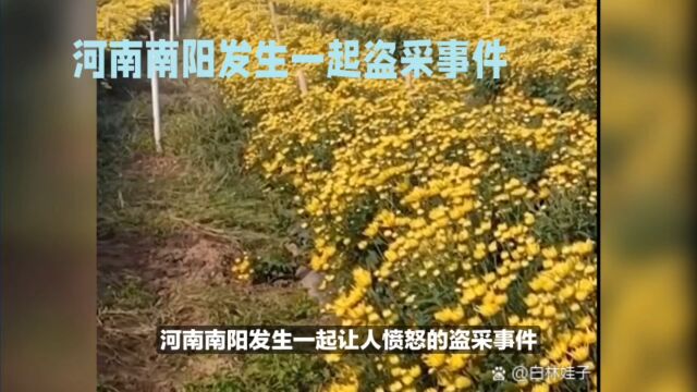 河南南阳发生一起盗采事件,群众为何如此粗俗