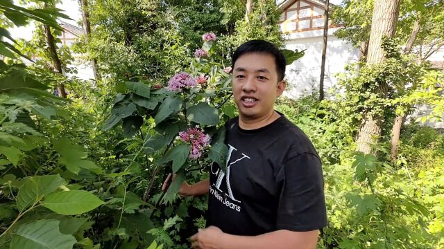 它的花朵艳丽似牡丹,叶子却有一股难闻的味道,故名臭牡丹#臭牡丹 #野生植物 #野花 #植物 #植物科普.