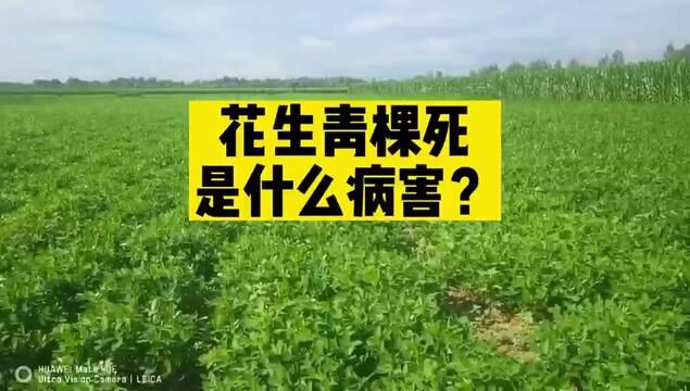 #分享农业知识帮农民增产增收 #农业植保知识分享 #农业人话农业