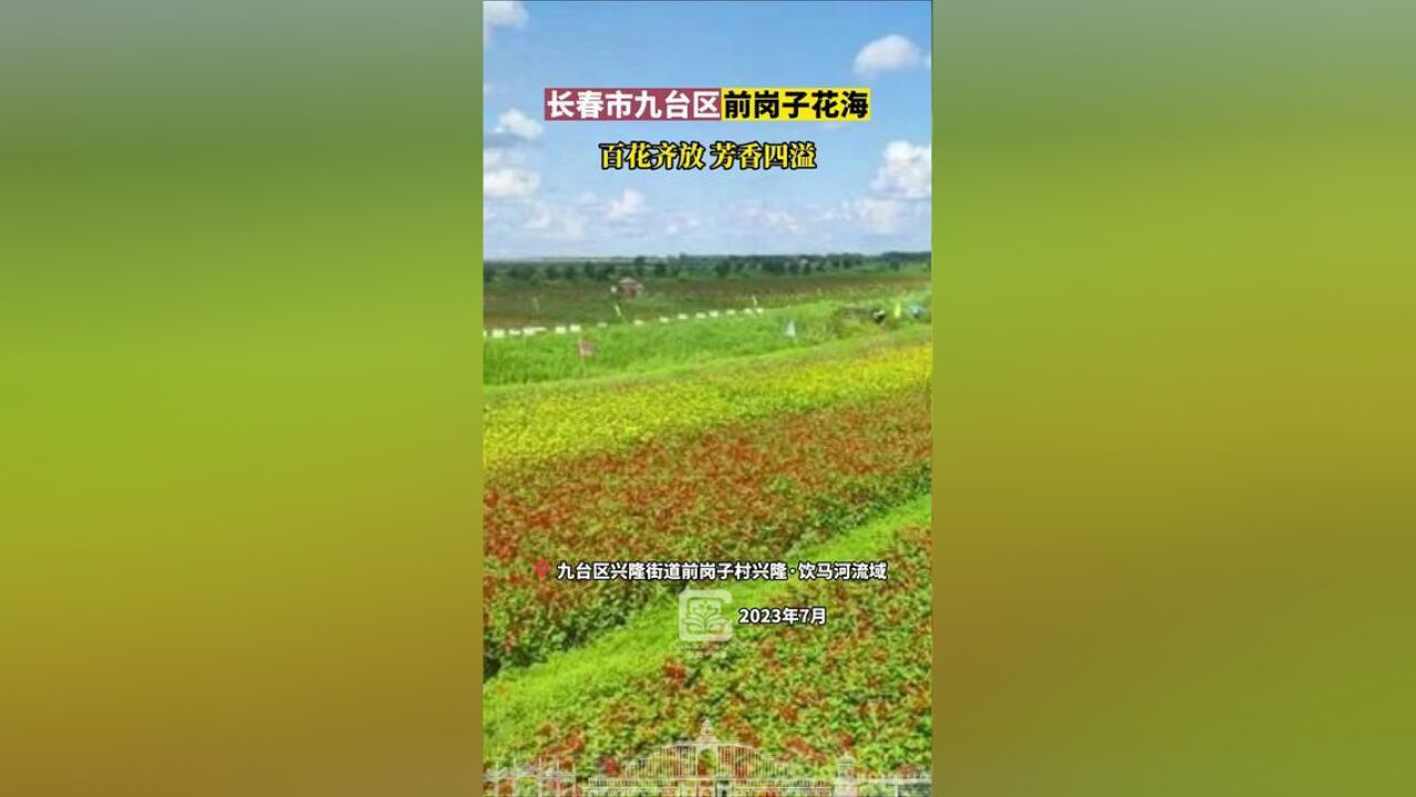 长春市九台区前岗子花海,百花齐放,芳香四溢.