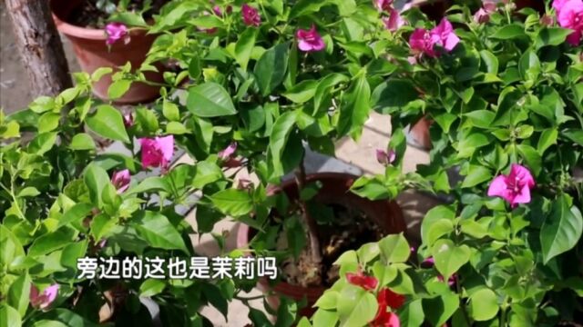 夏季高温,鲜花储存受挑战!爱花人士可别错过啦!