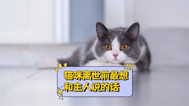 猫咪去世前最想跟主人说的话,看完泪目了!