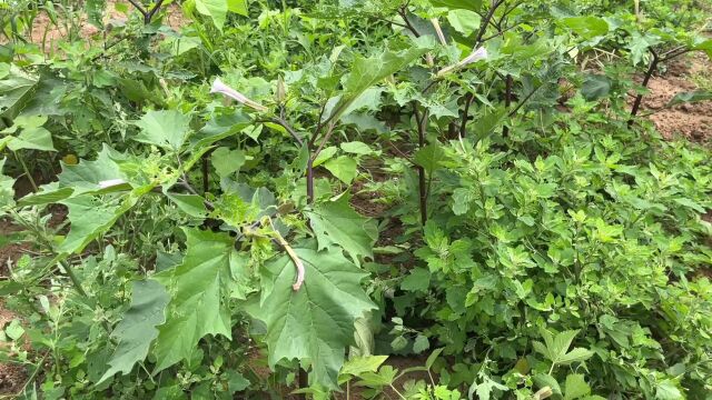 田间充满神秘色彩的植物,到底有啥厉害用途,介绍给大家认识一下