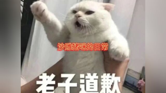 喵了个咪的小猪咪