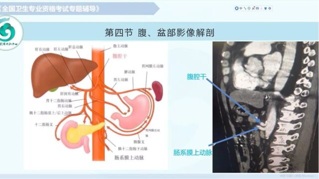 【放射医学(中级)】第七章影像解剖:腹盆部(上)