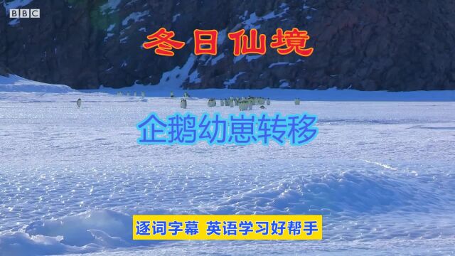 企鹅幼崽转移| 雪地小鸡:企鹅的故事 | 冬日仙境