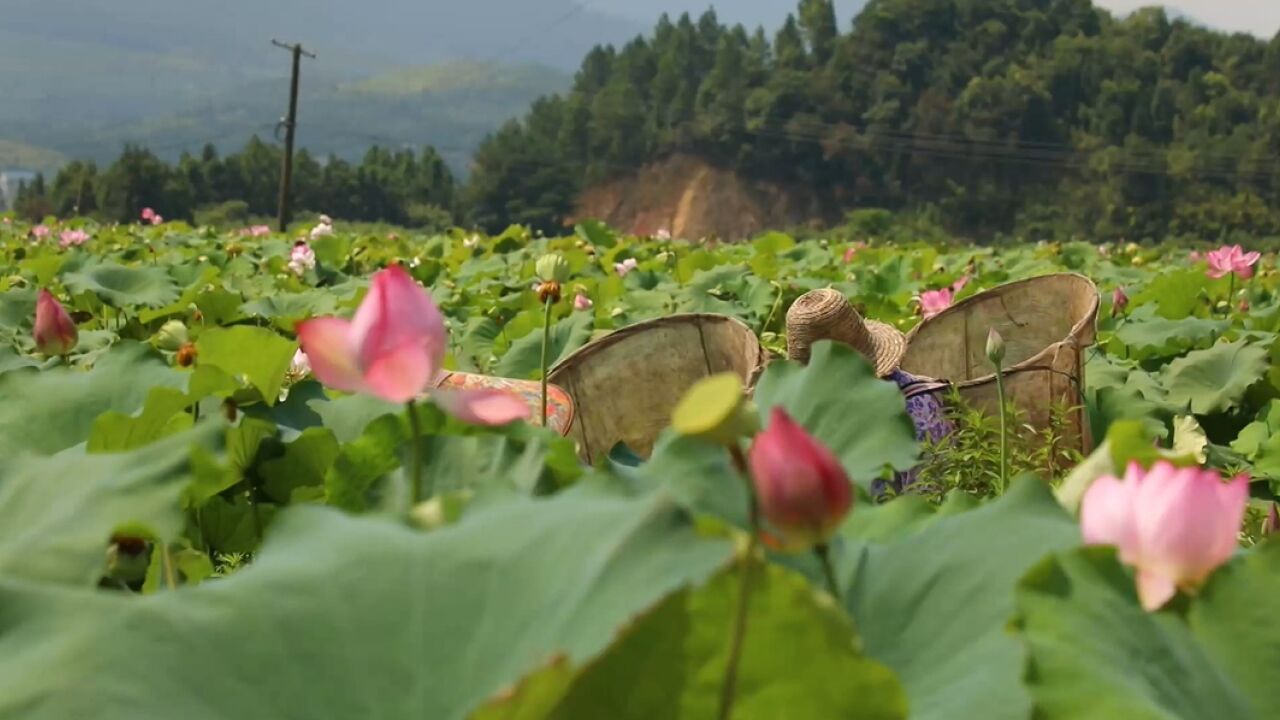 莲子迎丰收 茶陵又到“莲忙”季