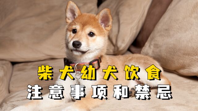 饲养柴犬幼犬应该注意哪些事呢,你都了解多少?