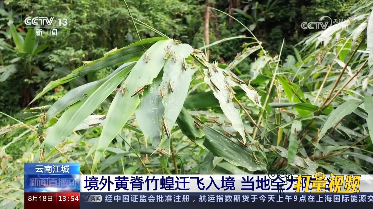 云南江城:境外黄脊竹蝗迁飞入境,当地全力防治