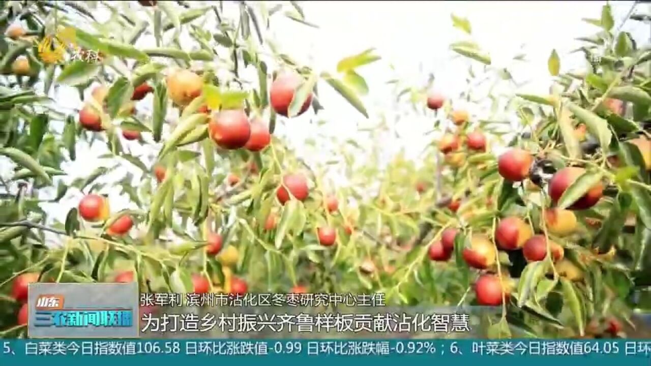 沾化:推进冬枣产业提质增效,冬暖式大棚提前丰收,带动枣农增收