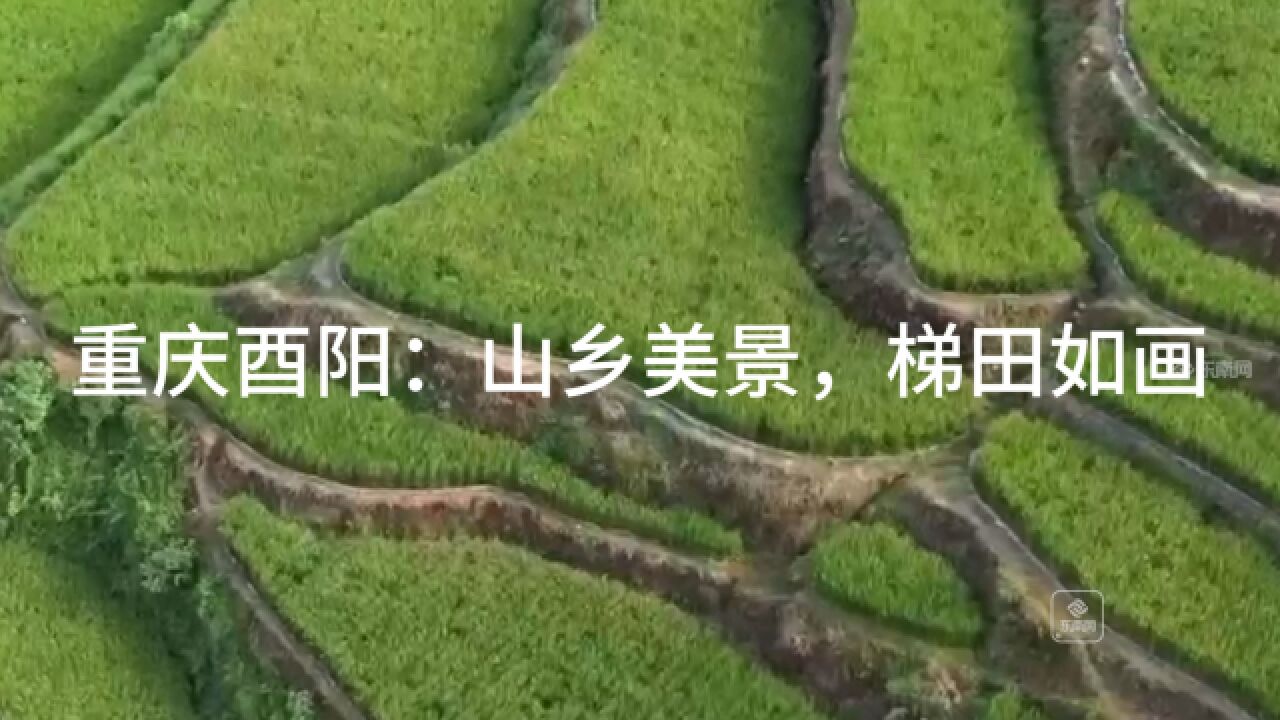 重庆酉阳:山乡美景,梯田如画