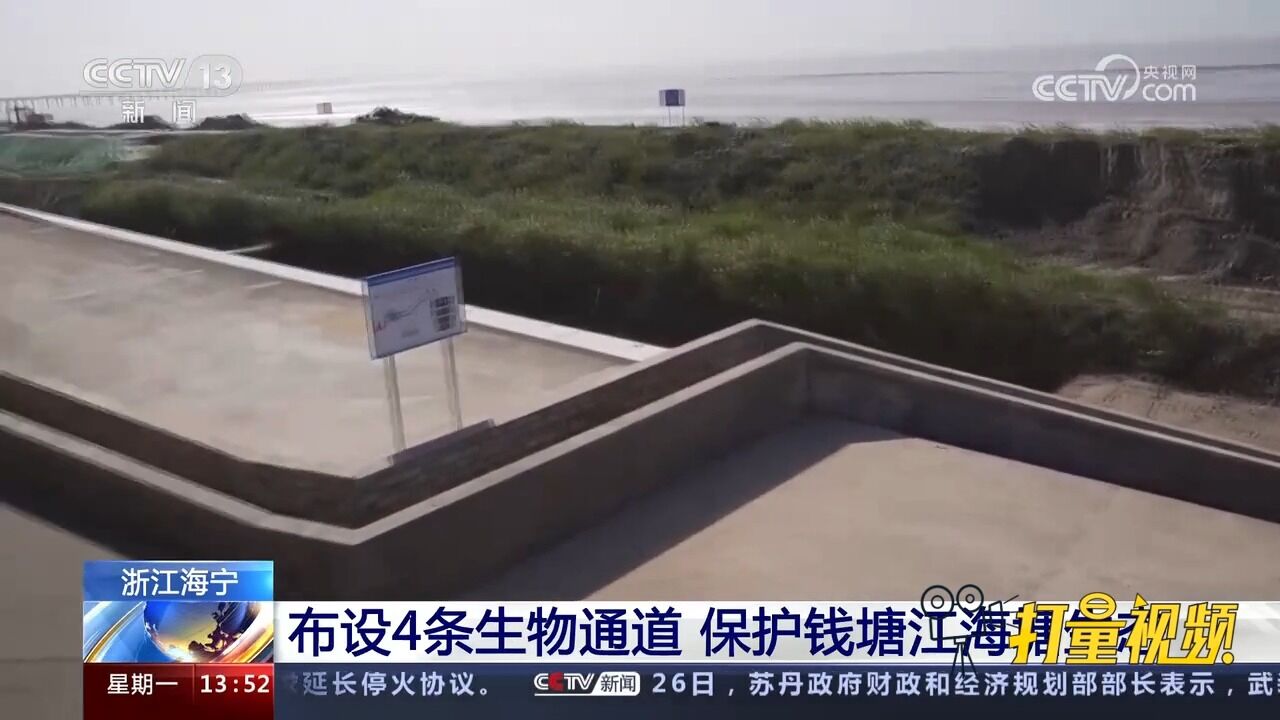 浙江海宁:布设4条生物通道,保护钱塘江海塘生态