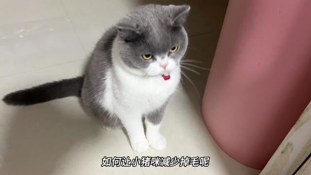 猫猫贼爱吃!#萌宠好物 #养猫人 #吃货猫 #铲屎官日记 #记录猫咪日常