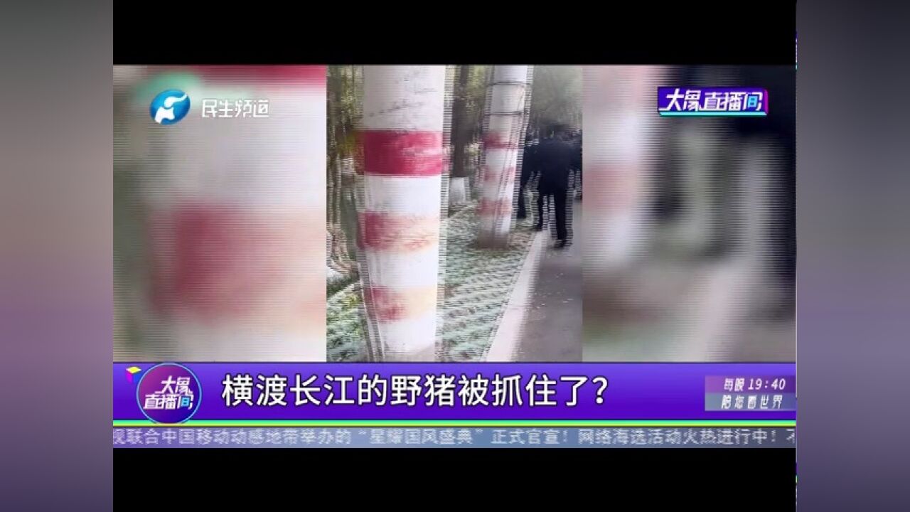 横渡长江的野猪被抓住了?