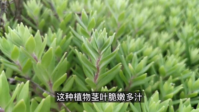 这种植物我们叫它狗牙瓣,你们叫什么#植物科普 #农村生活 #大自然的馈赠 #有认识的吗 #新农人计划 #垂盆草 .