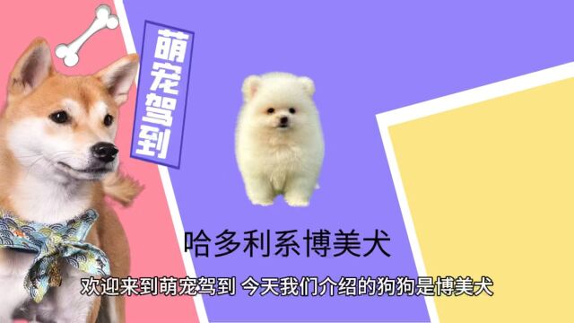 【萌宠驾到】博美犬有什么特征?博美犬性格怎么样?