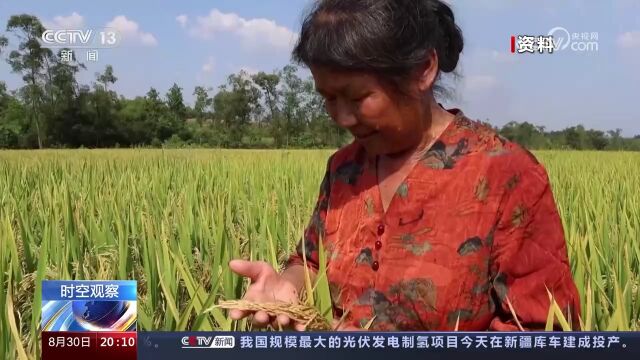 粮食安全防线如何筑牢?我国将从八方面保障国家粮食安全