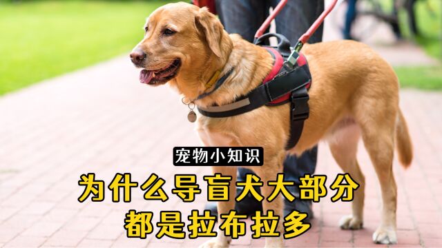 导盲犬品种如此多,为什么大部分都是拉布拉多?