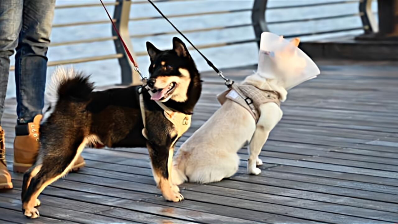 成都发布限养犬、禁养犬品种目录:罗威纳犬、杜宾犬被列为禁养犬